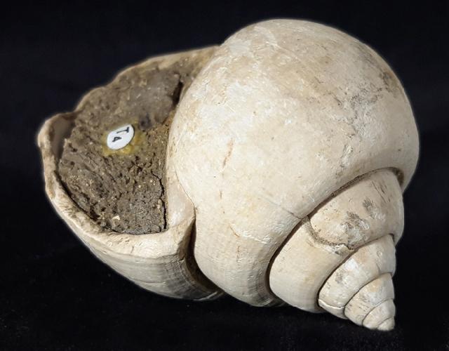 Crommium angustatum (GRATELOUP 1827) - Bild &copy; FossNet FossilienStore